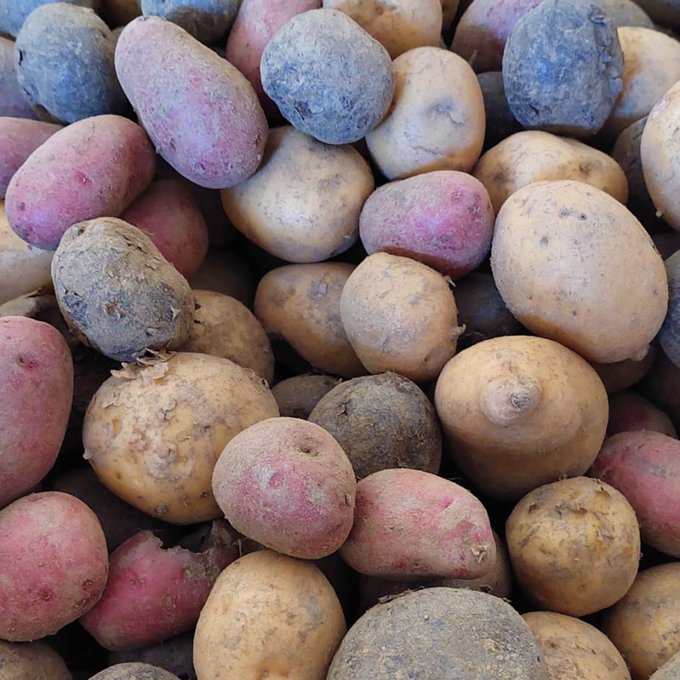 Erdäpfel bunt